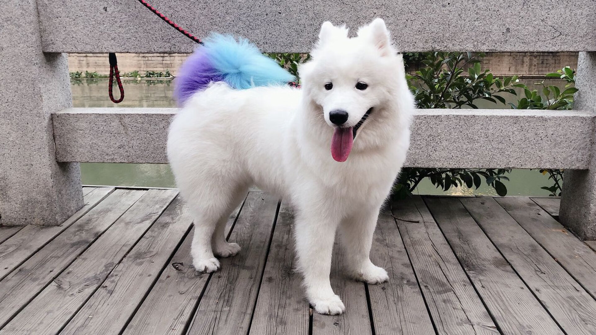 迪巴拉闪耀大舞台，利物浦刺穿黄潜的心脏，足球，为何总在最暗处迸发光？