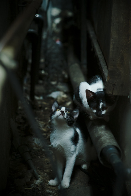 冷门与英雄,牙买加火力压制比利时,迪马利亚关键先生闪耀