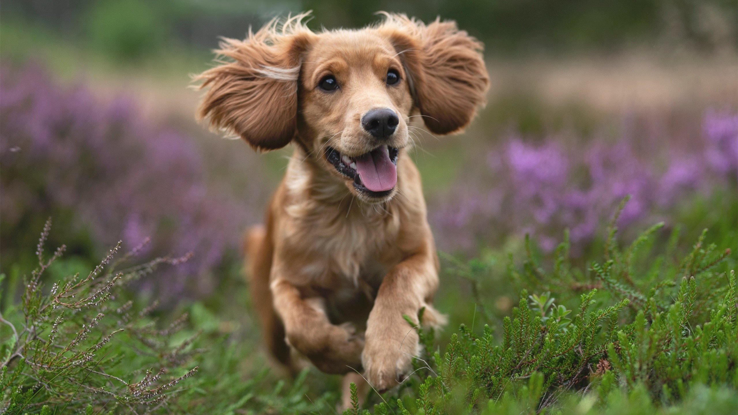 双线，勇士加时险胜浙江，浓眉街道赛上演绝地超车