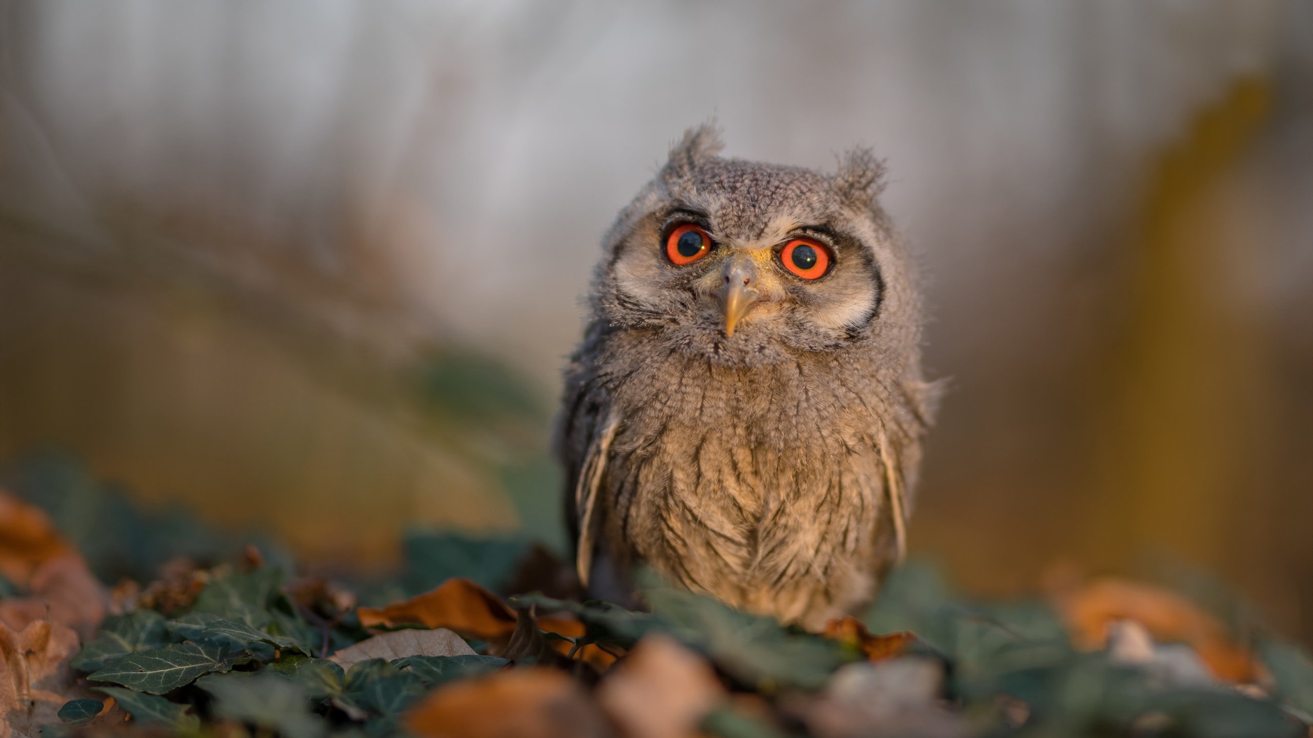 速度与激情的交响,F1新赛季揭幕战焦点对决,灰熊险胜魔术点燃体育狂潮