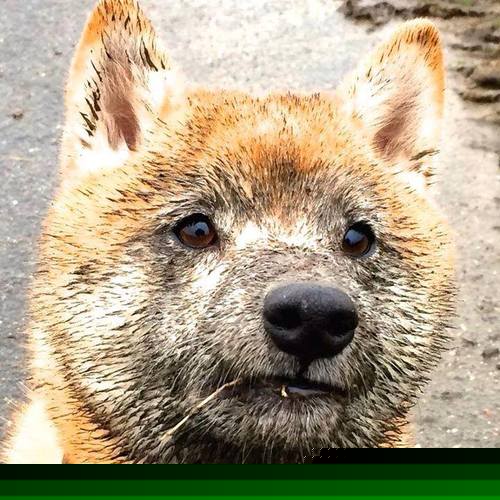 铁闸无声破纪录，绿茵风暴起曼城，罗德里铸就英超不败新纪元