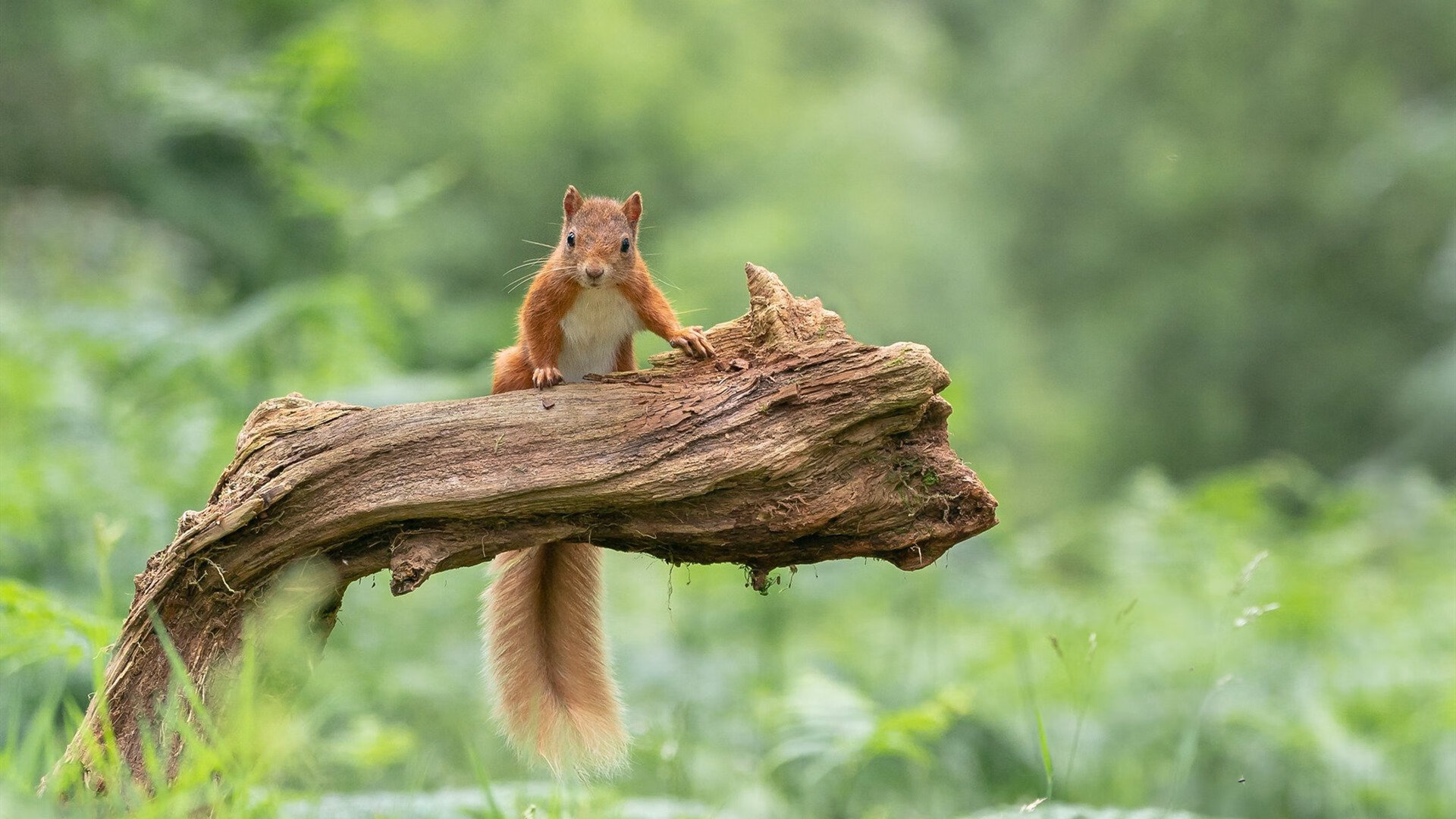 切尔西险胜哥斯达黎加，莫德里奇在意甲焦点战接管比赛