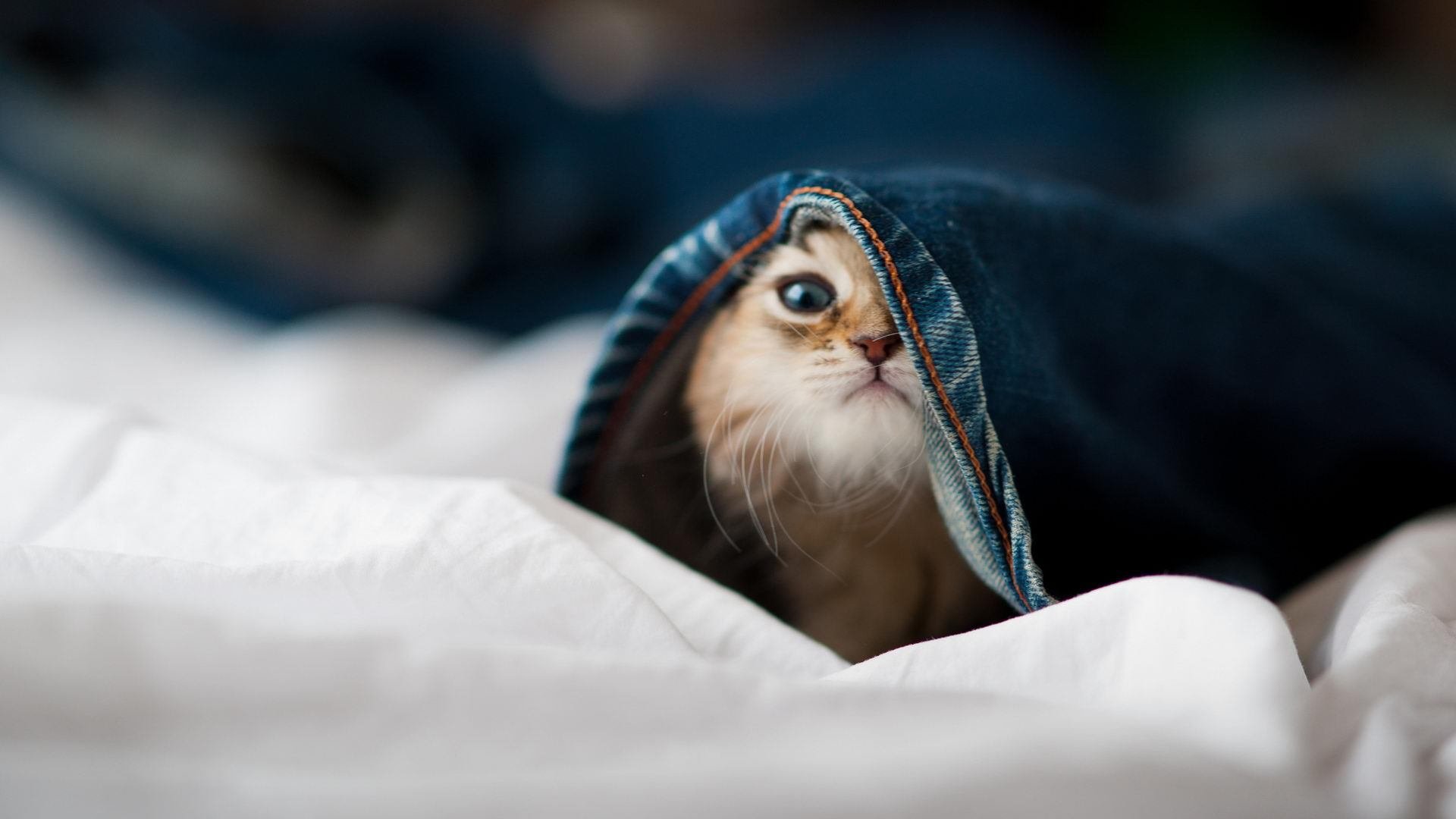 星火燎原，乔治最后一击点燃赛场，马刺团队防守全面压制广厦