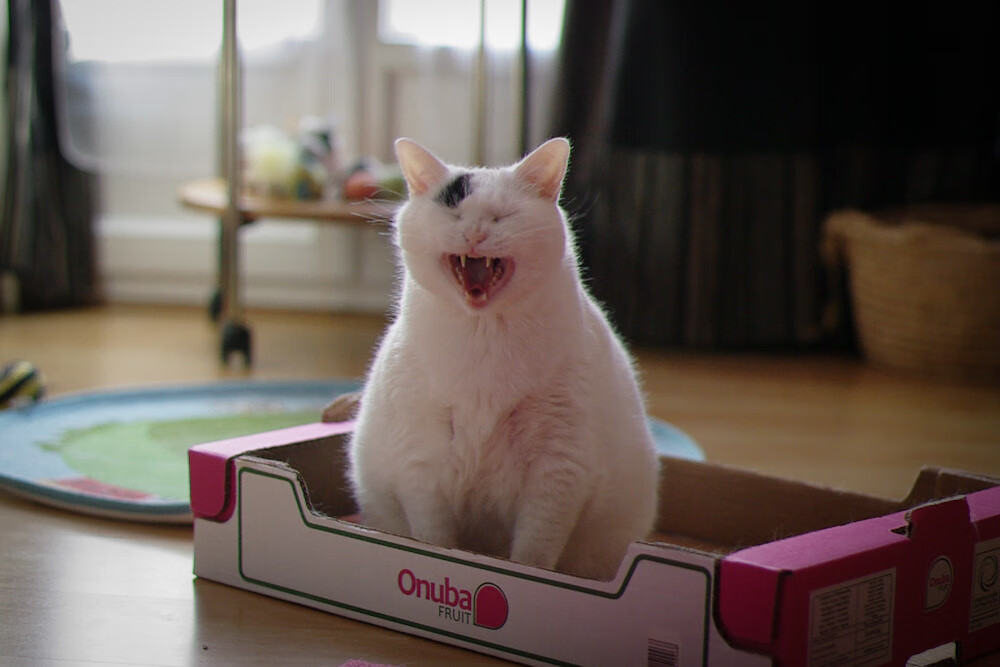 新西兰加时鏖战力克卡塔尔，阿克无争议荣膺全场最佳