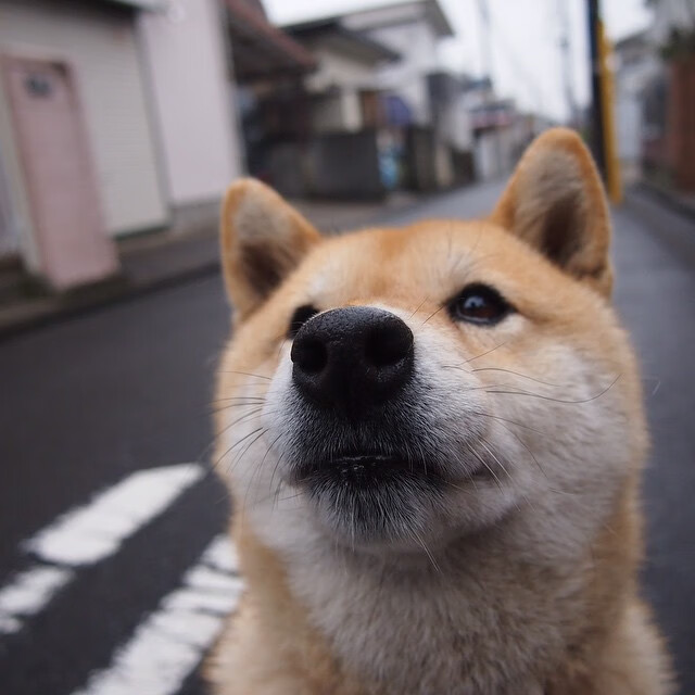 北京队横扫尼克斯,拉梅洛关键时刻变身关键先生