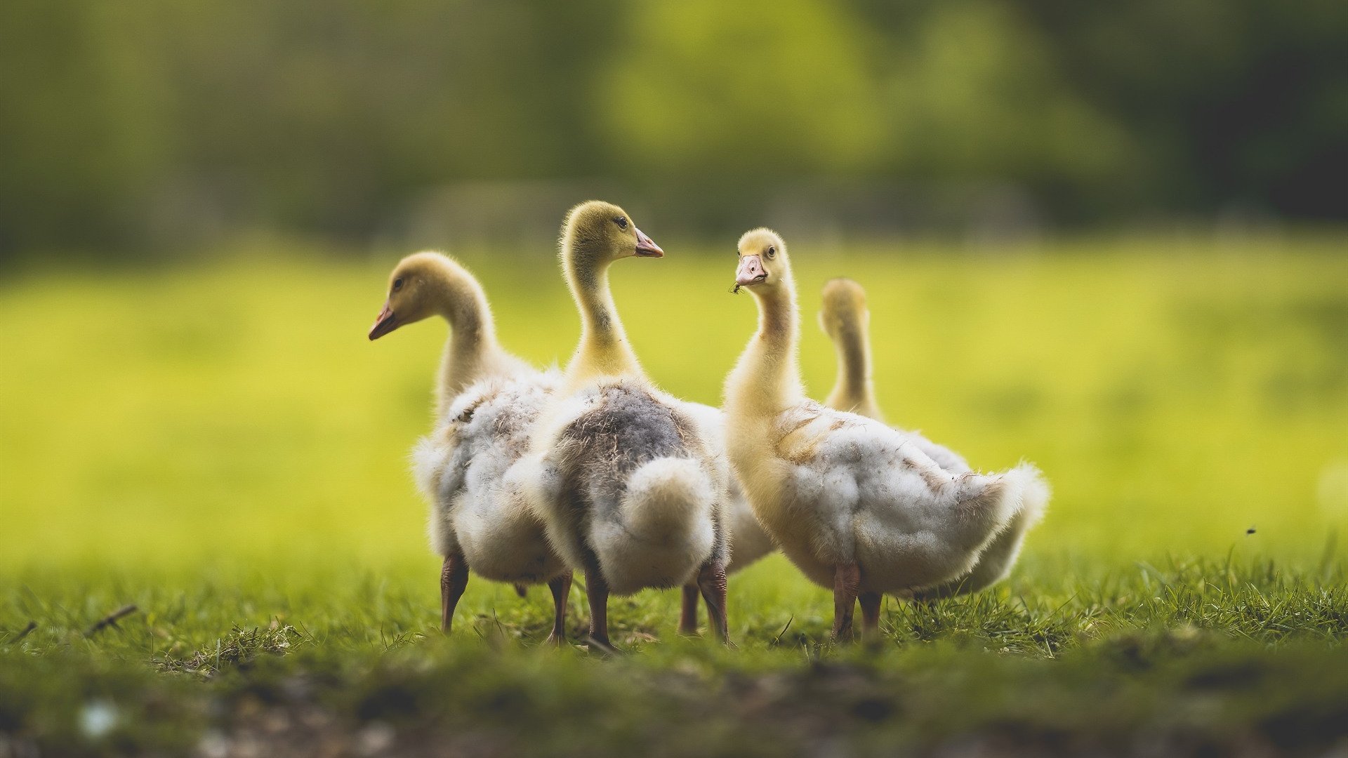 布伦森以杀伤为矛,当个人英雄主义撕裂热火铁血防线