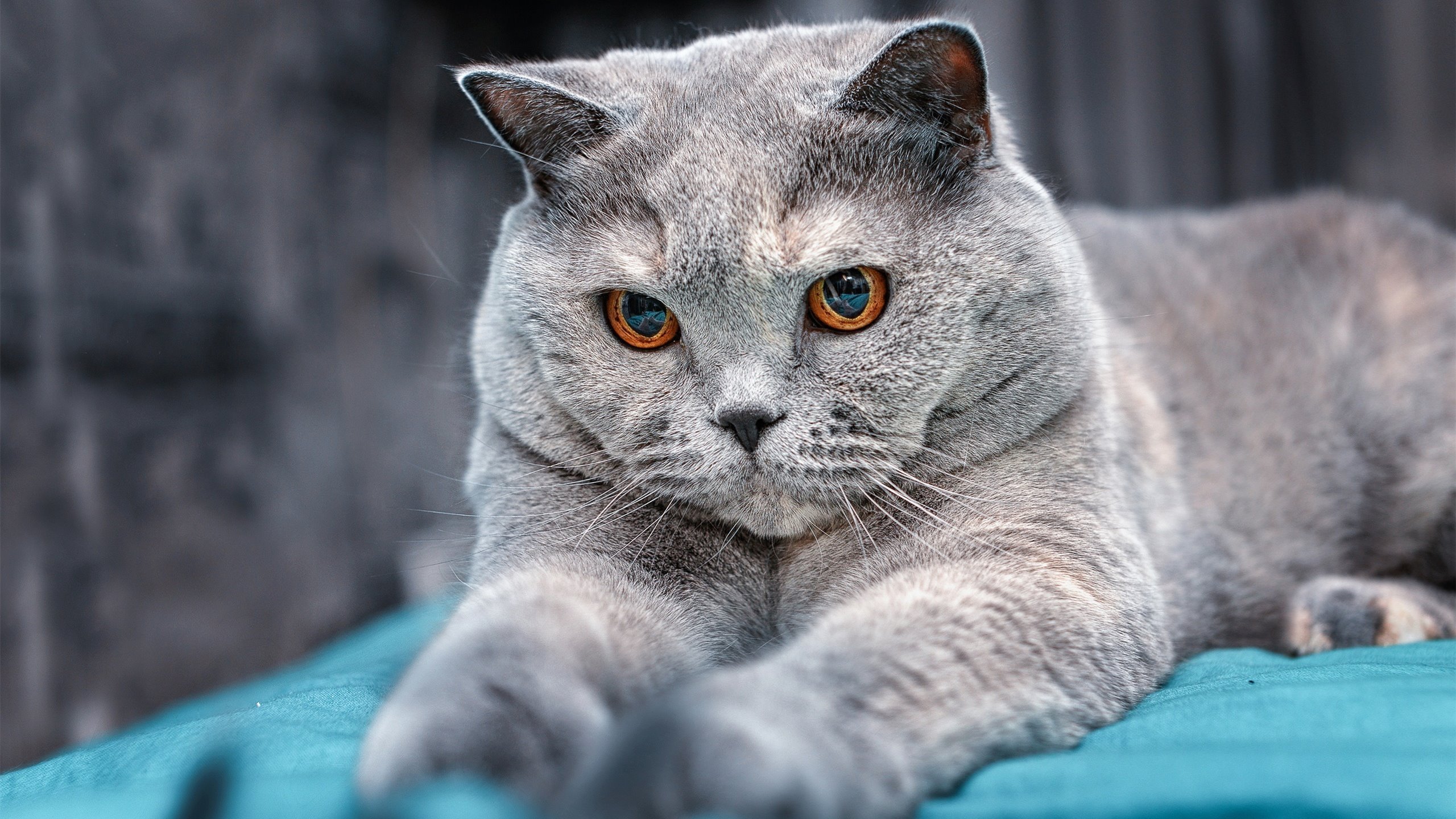 南美风暴与英超魔翼,足球世界的两极叙事