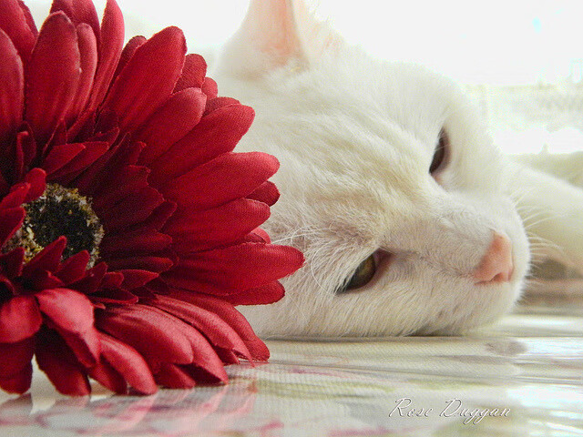 爱德华兹孤星闪耀难阻团队洪流,勇士铁血体系再证冠军底蕴