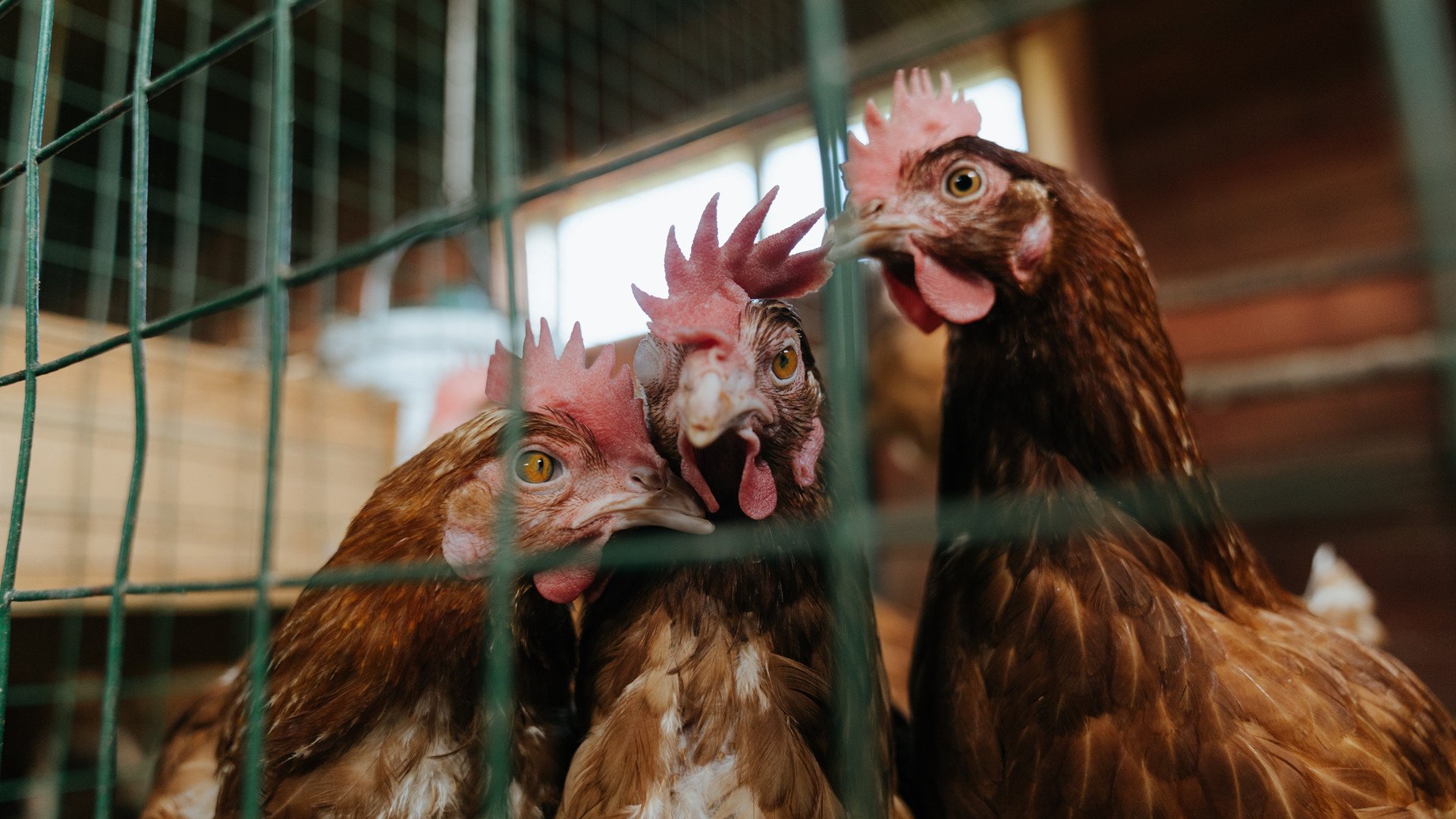 富安健洋压哨绝杀,比利时惊险逆转突尼斯获关键胜利