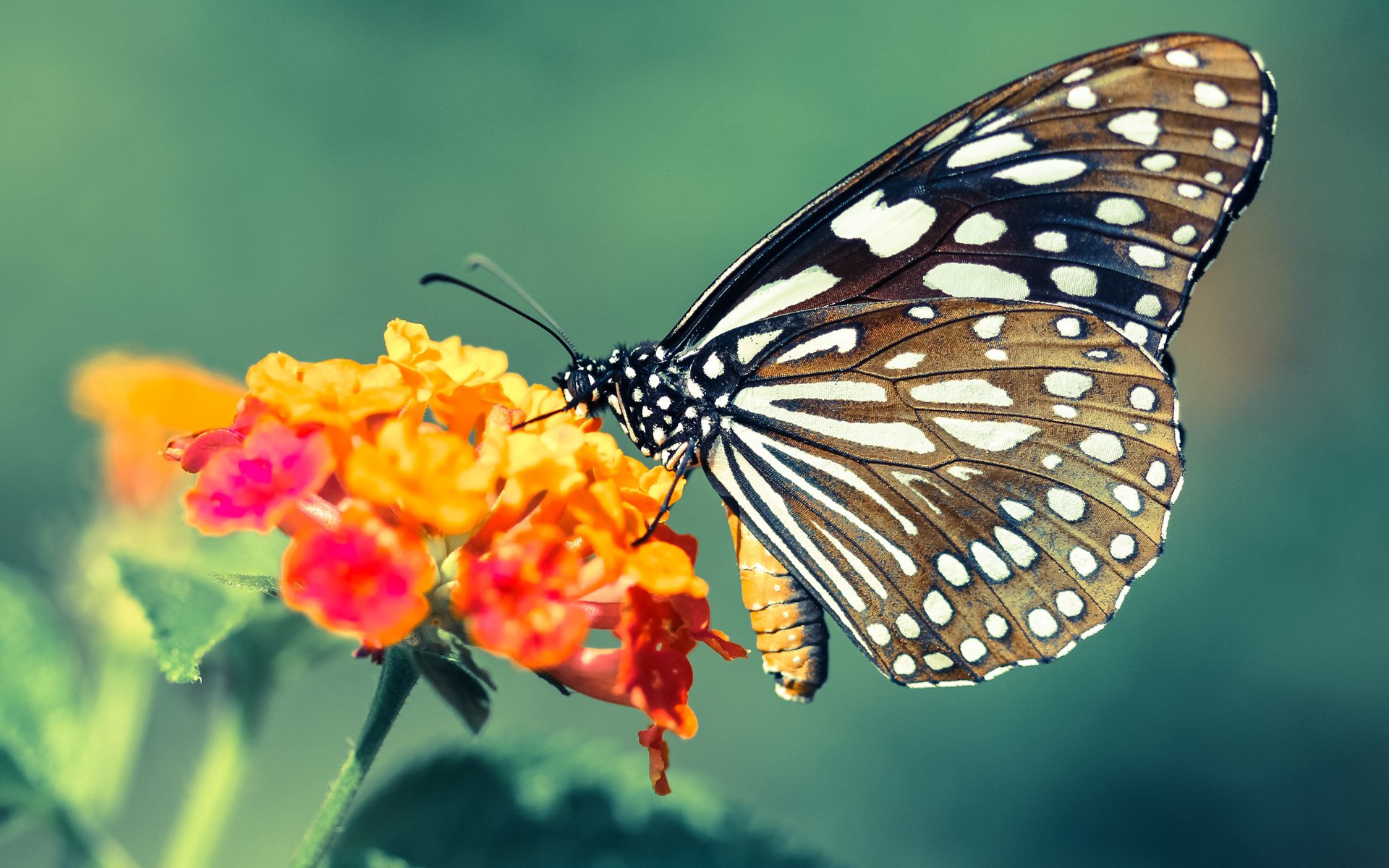 乔治璀璨夜！篮网三分如雨轰垮骑士，火力压制展现团队深度