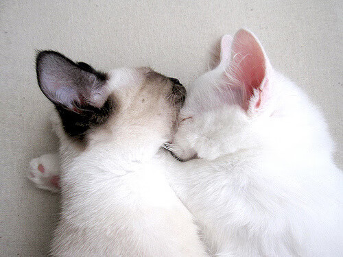 封神之夜，克莱史诗级的抢七表演