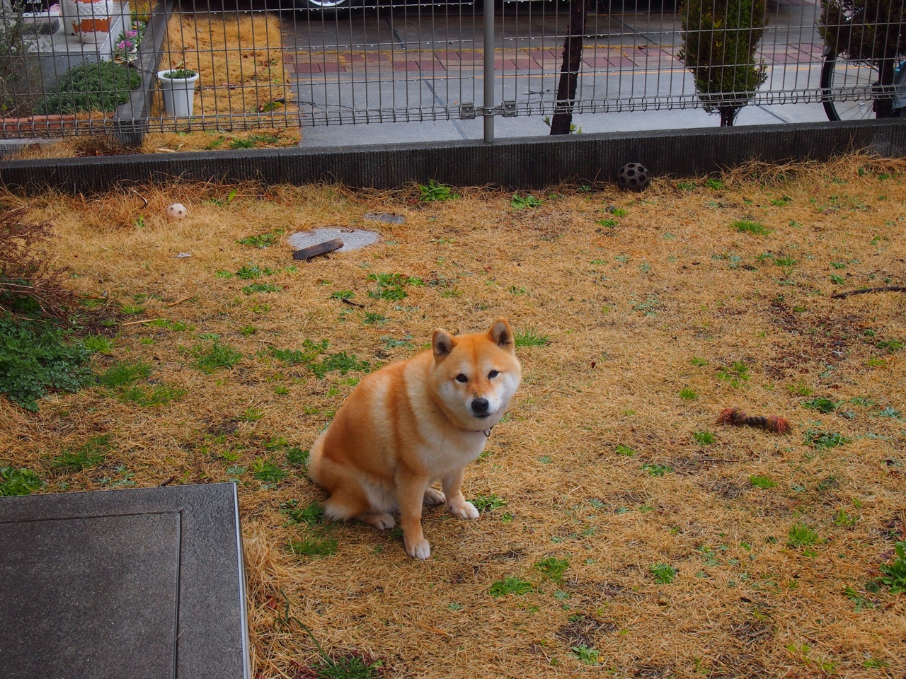 开云APP-末节觉醒与冰封巨网，当开拓者的狼性撕裂新疆，伦纳德在西决生死战重新定义接管